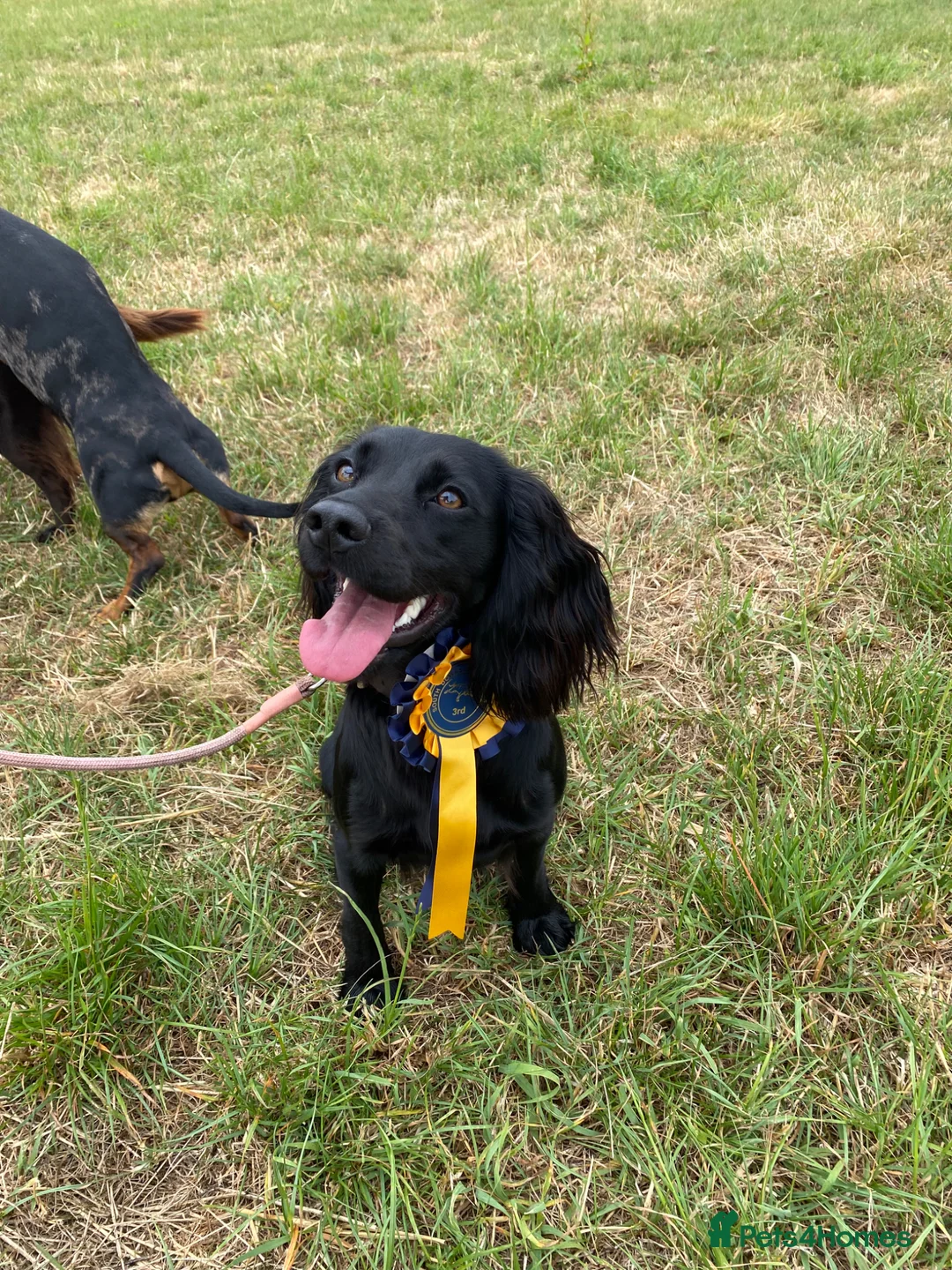 Cocker Spaniel dogs for sale: Working cocker spaniel puppies  in Godalming - Advert 1