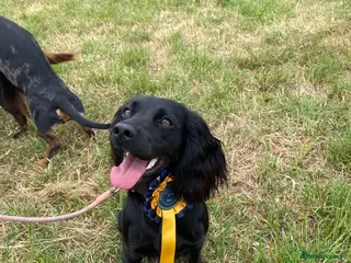Cocker Spaniel dogs Working cocker spaniel puppies - Advert 3