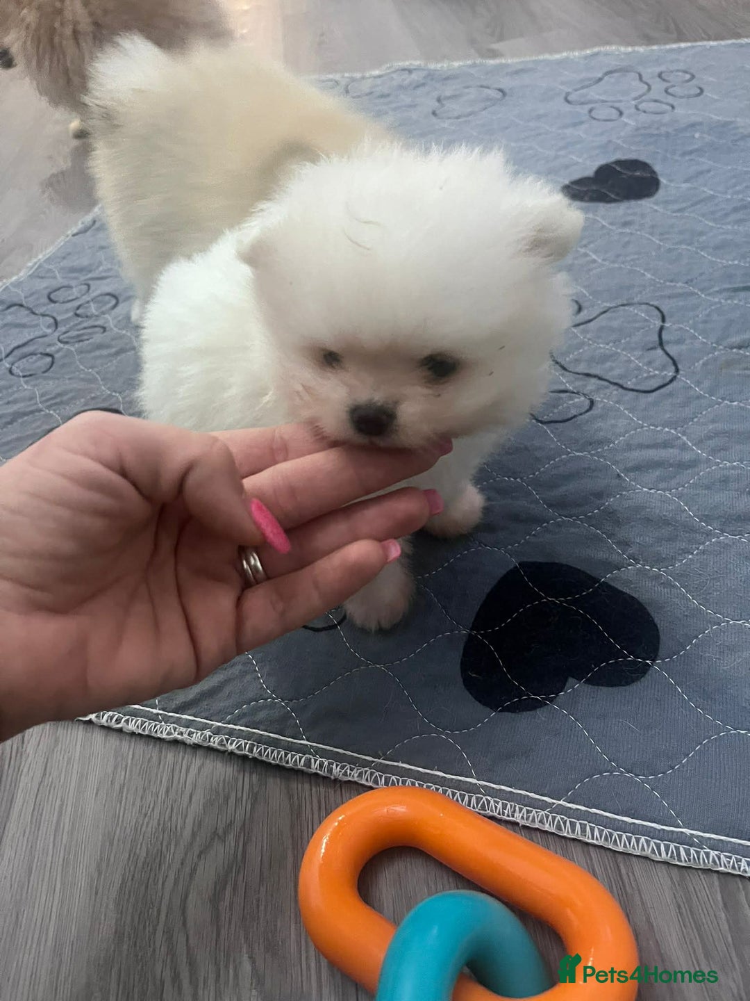 Pomeranian dogs for sale: Tiny white Pomeranian puppy  - Advert 12