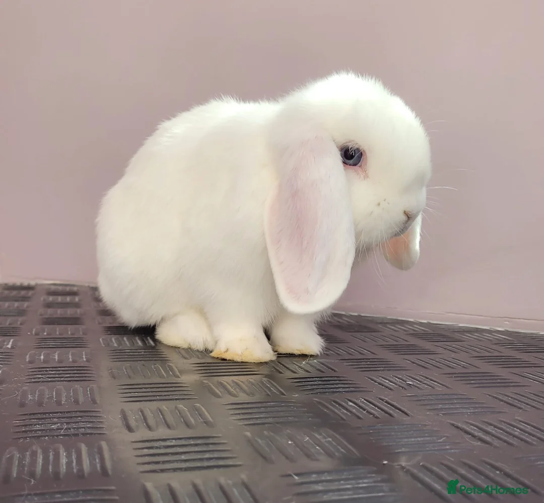 Mini Lop rabbits for sale: Lovely white (bew) buck ready now - Advert 3