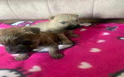 Cairn Terrier dogs for sale: Quality litter KC reg Cairn Terrier Puppies  - Image 5