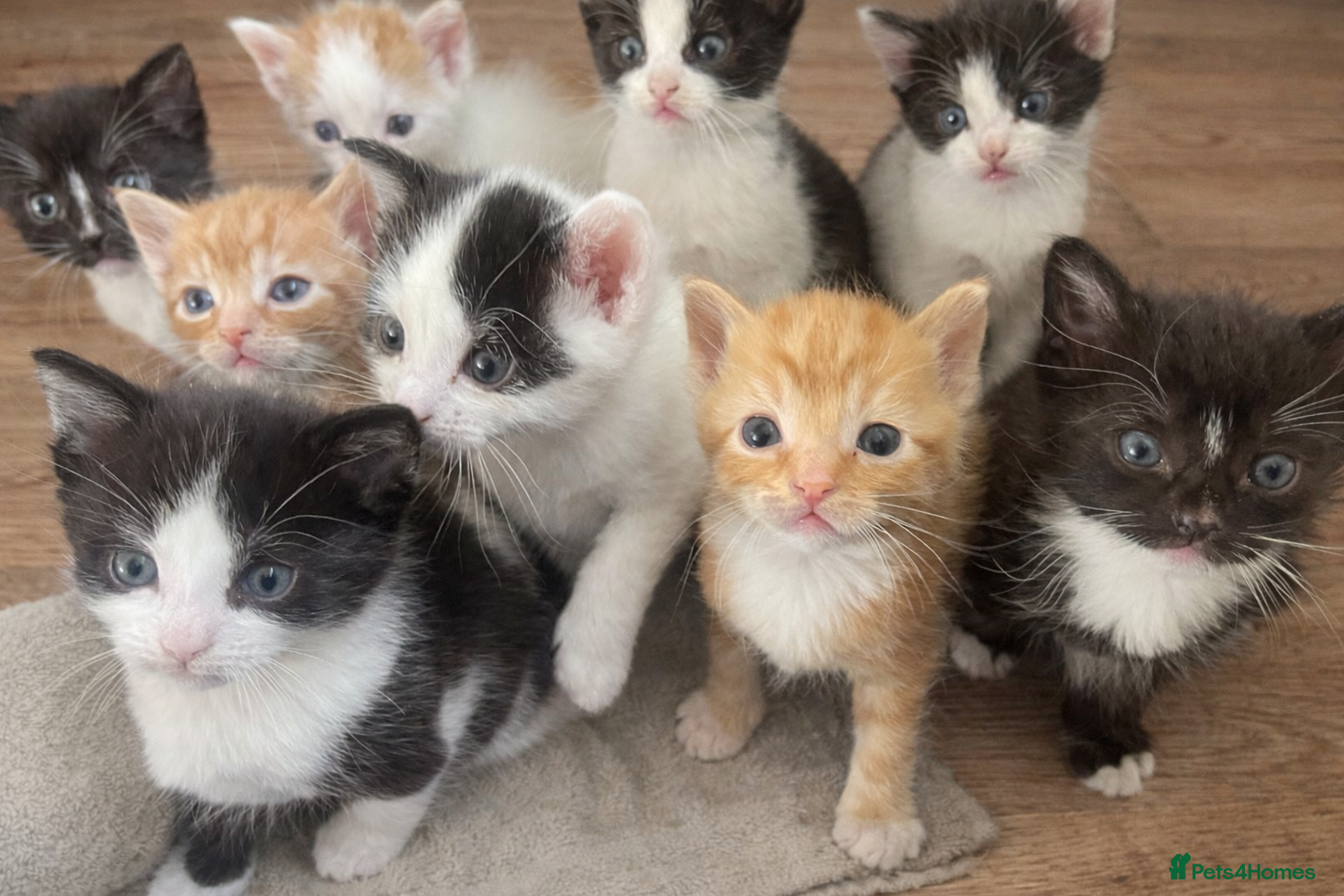 Mixed Breed cats Kittens in London- £200-£350 - Advert 9