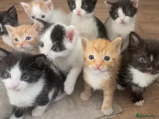 Mixed Breed cats Kittens in London- £200-£350 - Advert 9