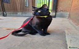 British Shorthair cats for sale: 2 Black Males cats - Image 4