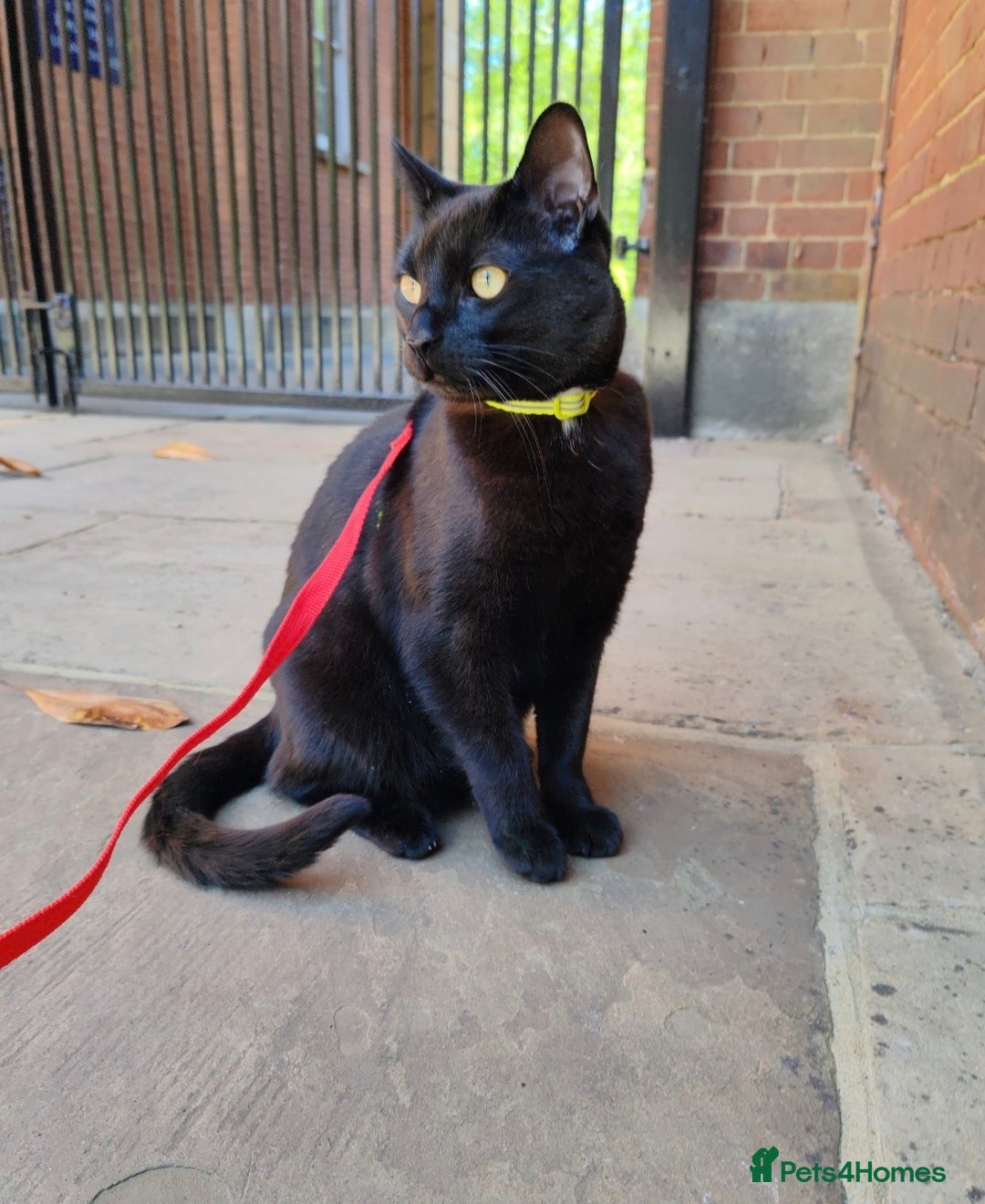 British Shorthair cats for sale: 2 Black Males cats - Image 4