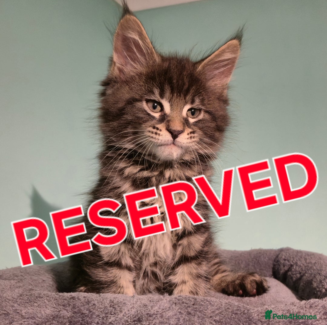 Maine Coon cats for sale: XXL Maine Coon kittens - Image 16
