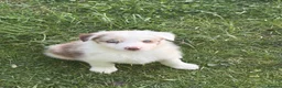 Border Collie dogs for sale: Excellent Border Collie Puppies  in Buxton - Advert 10