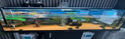 Turtle reptiles for sale: 2 musk turtles and set up  - Advert 2
