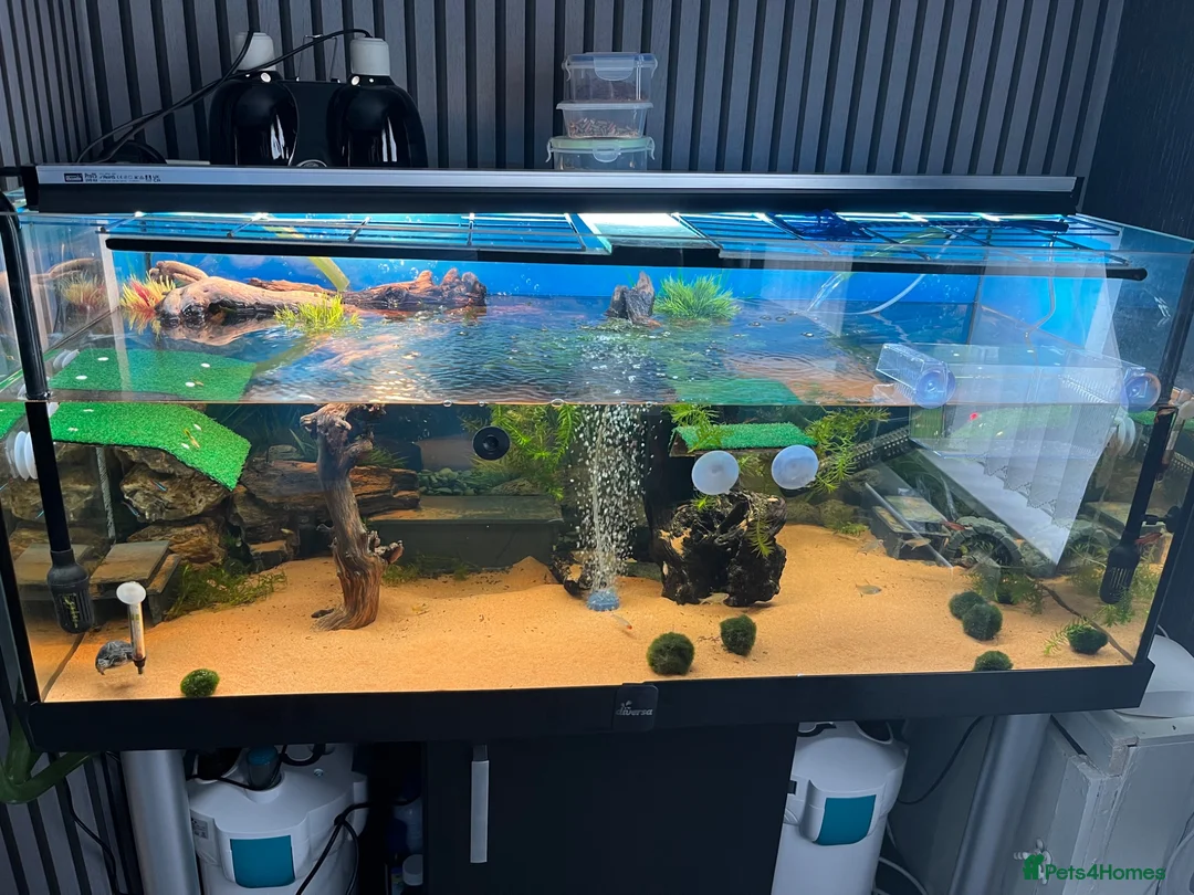 Turtle reptiles for sale: 2 musk turtles and set up  - Advert 2