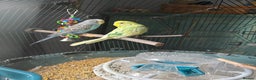 Budgerigars birds for sale: 2 Budgies with cage and all equipment (free) - Advert 2