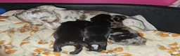 Chorkie dogs for sale: One gorgeous boy left  - Advert 3