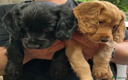 Cocker Spaniel dogs for sale: 5 Beautiful Working Cocker Spaniel Puppies  - Image 11