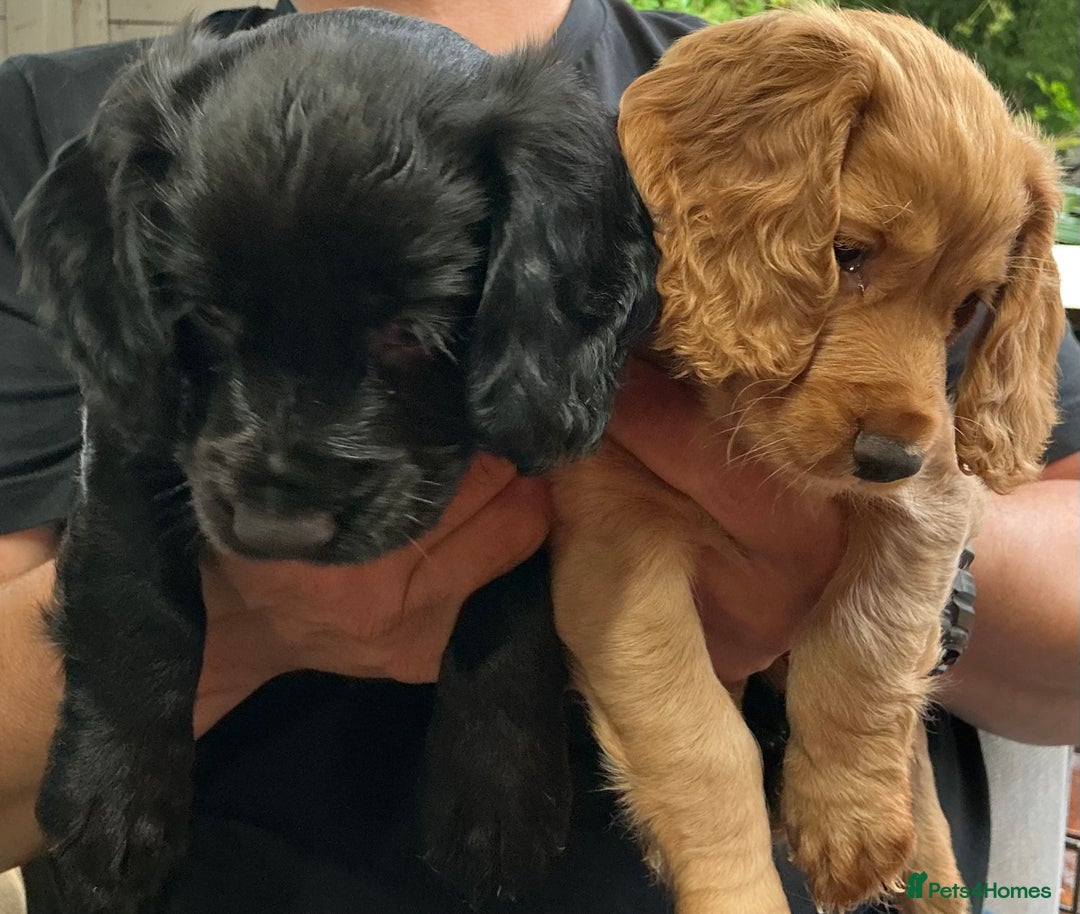 Cocker Spaniel dogs for sale: 5 Beautiful Working Cocker Spaniel Puppies  - Image 11