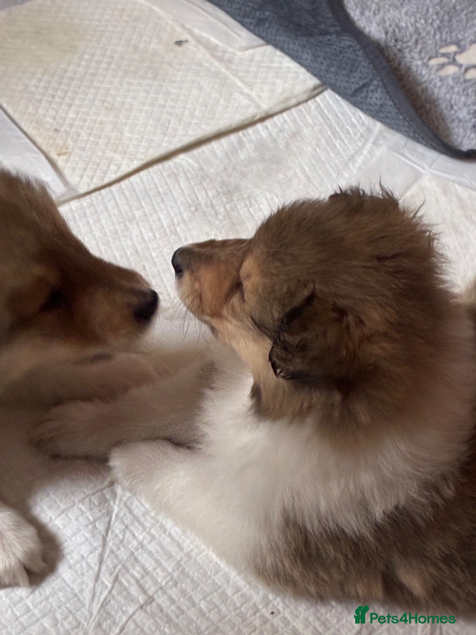 Rough Collie dogs Male puppy - Advert 1