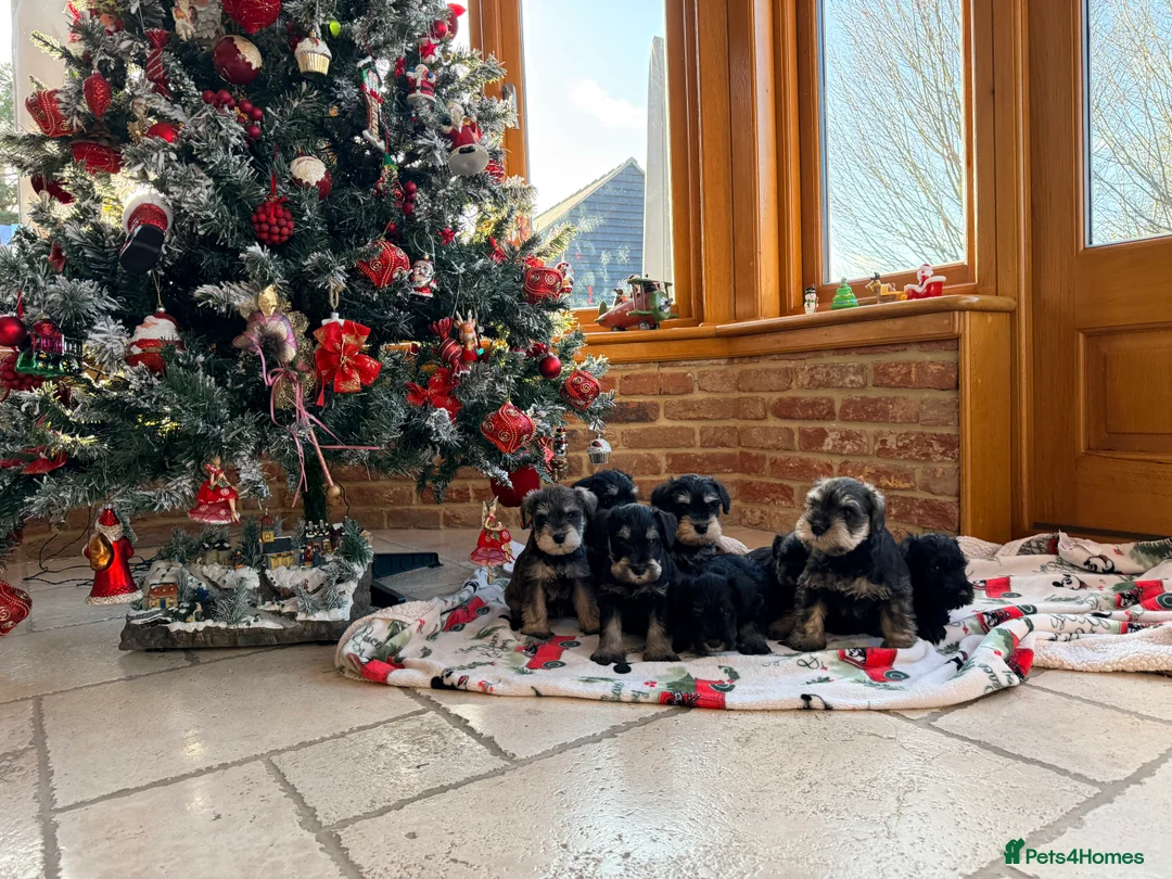 Miniature Schnauzer dogs for sale: 🌟Adorable Miniature Schnauzers Puppys 🌟 - Advert 18