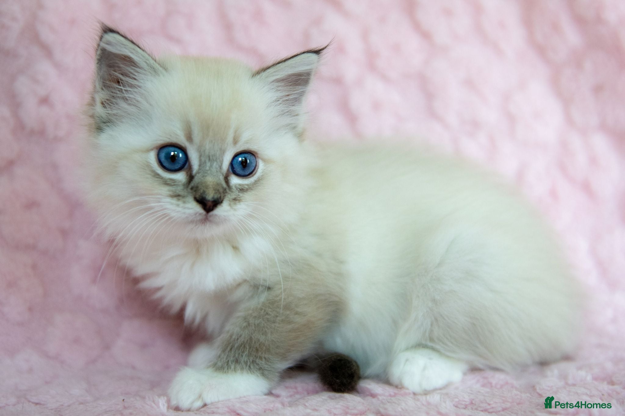 Ragdoll cats Stunning Ragdolls Reserve Now. - Advert 2