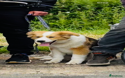 Mixed Breed dogs for sale: Male dog for sale  - Image 1