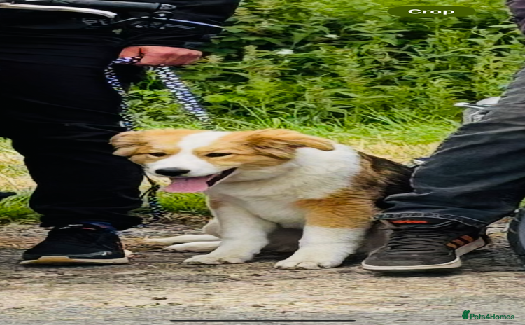 Mixed Breed dogs - Advert 1