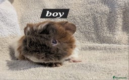 Guinea Pig rodents for sale: Baby sheltie and texel guineapigs  - Advert 16