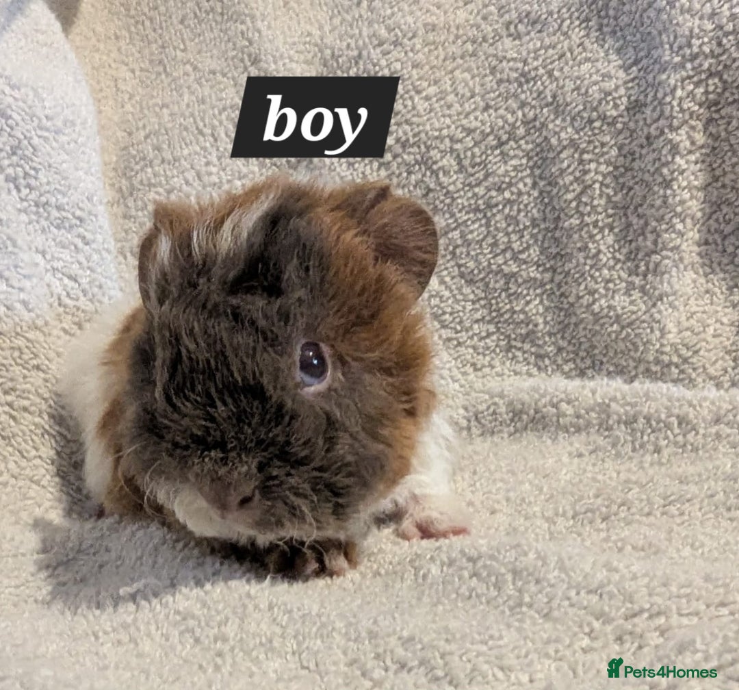 Guinea Pig rodents for sale: Baby sheltie and texel guineapigs  - Advert 16