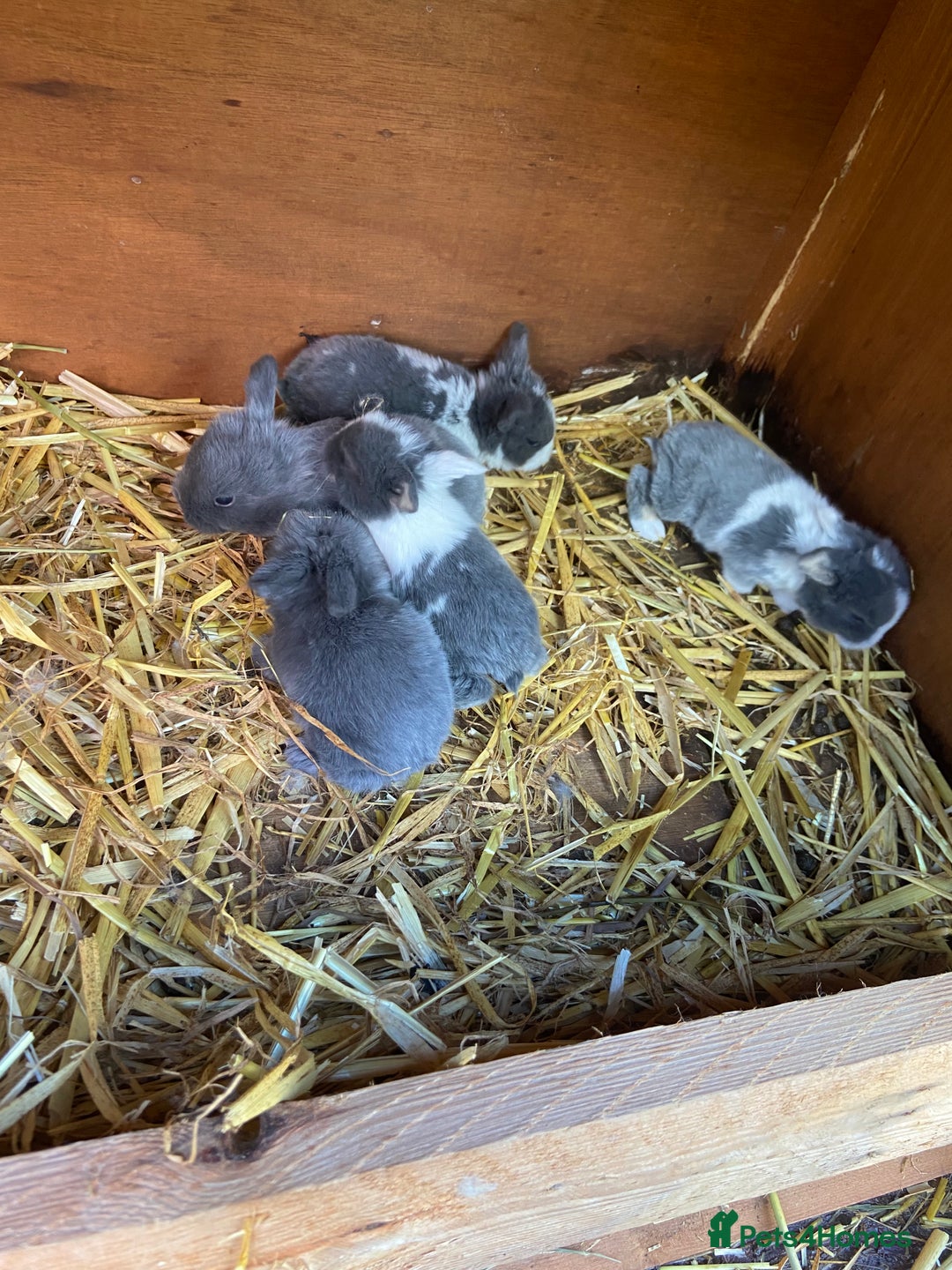 Mini Lop rabbits for sale: 🌹🍓outstanding pure mini lops 🍓🌹 - Image 12