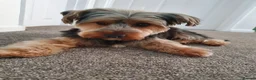 Yorkshire Terrier dogs for stud: Dog for stud in Southampton - Advert 3