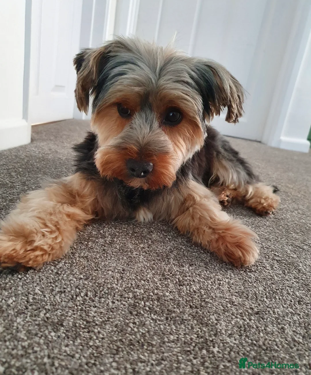 Yorkshire Terrier dogs for stud: Dog for stud - Advert 4