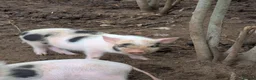 Pig livestock for sale: Julianna Micro 't-cup' piglets  - Advert 7
