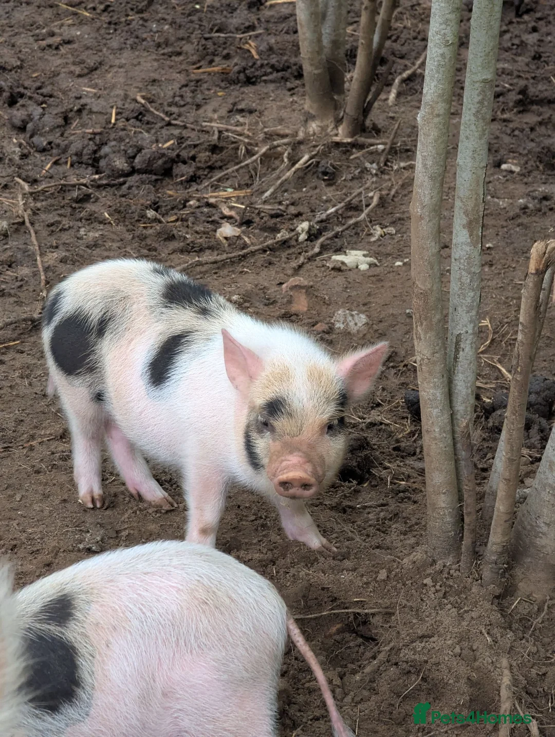 Pig livestock for sale: Julianna Micro 't-cup' piglets  - Advert 7