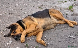 Mixed Breed dogs for sale: A stunning litter of gsd x rottie x mastiff pups  - Image 15