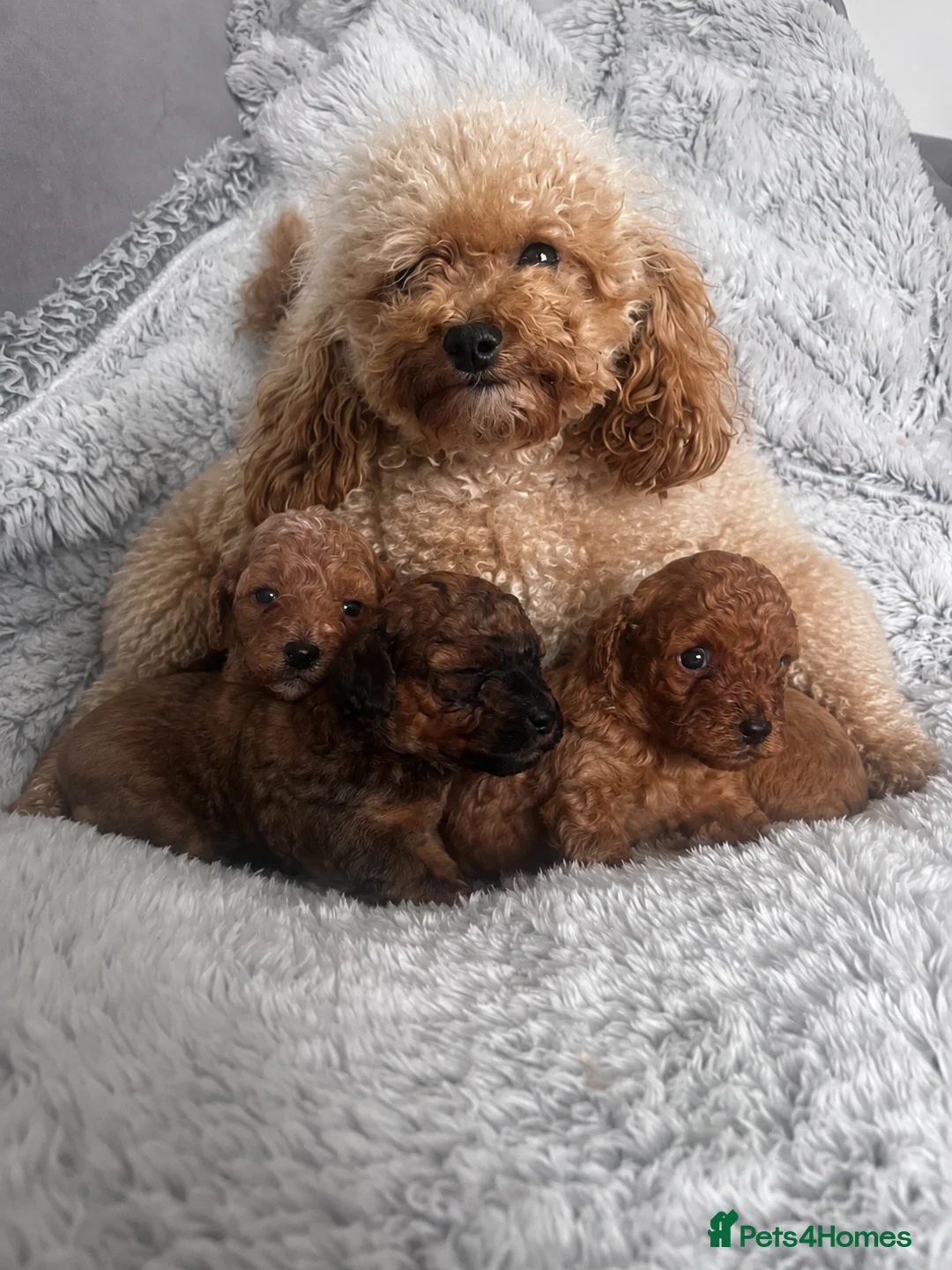 Cavapoo dogs for sale: F1b cavapoo puppy’s  - Advert 2
