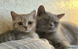 British Shorthair cats for sale: Lilac cream male kitten - Image 5