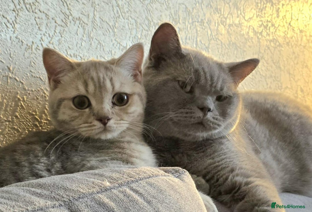 British Shorthair cats for sale: Lilac cream male kitten - Image 5