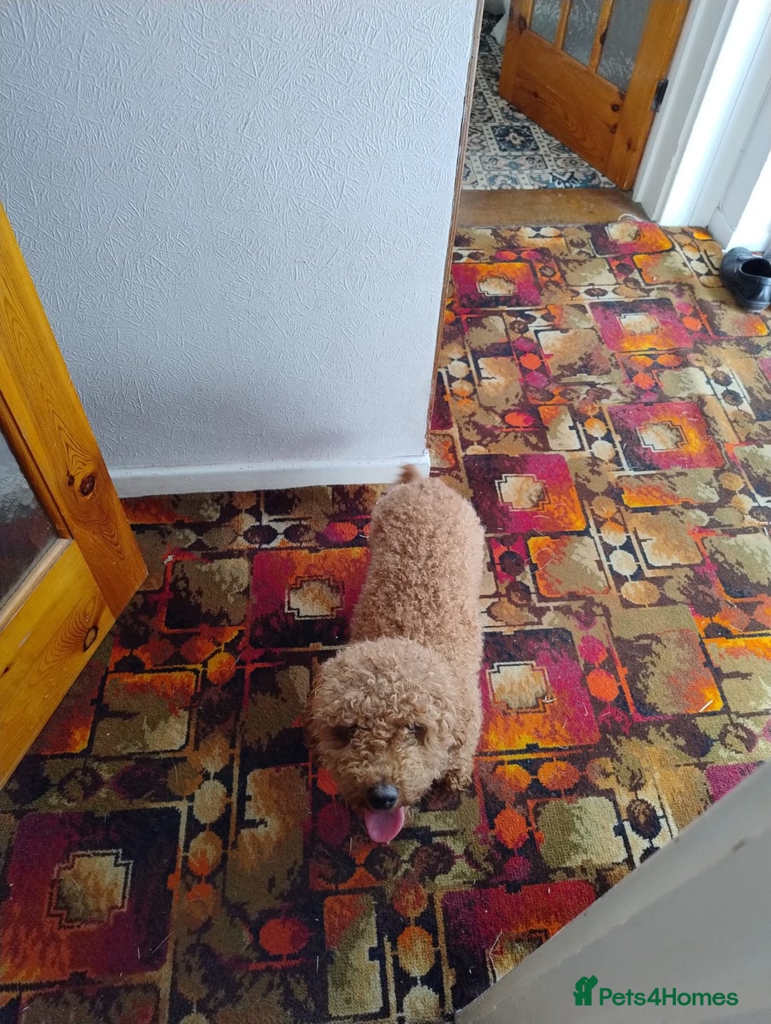 Toy Poodle dogs for sale: ONLY BOY LEFT NOW  - Image 4
