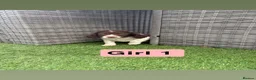 Sprocker dogs for sale: Sprocker spaniel puppies - Advert 2