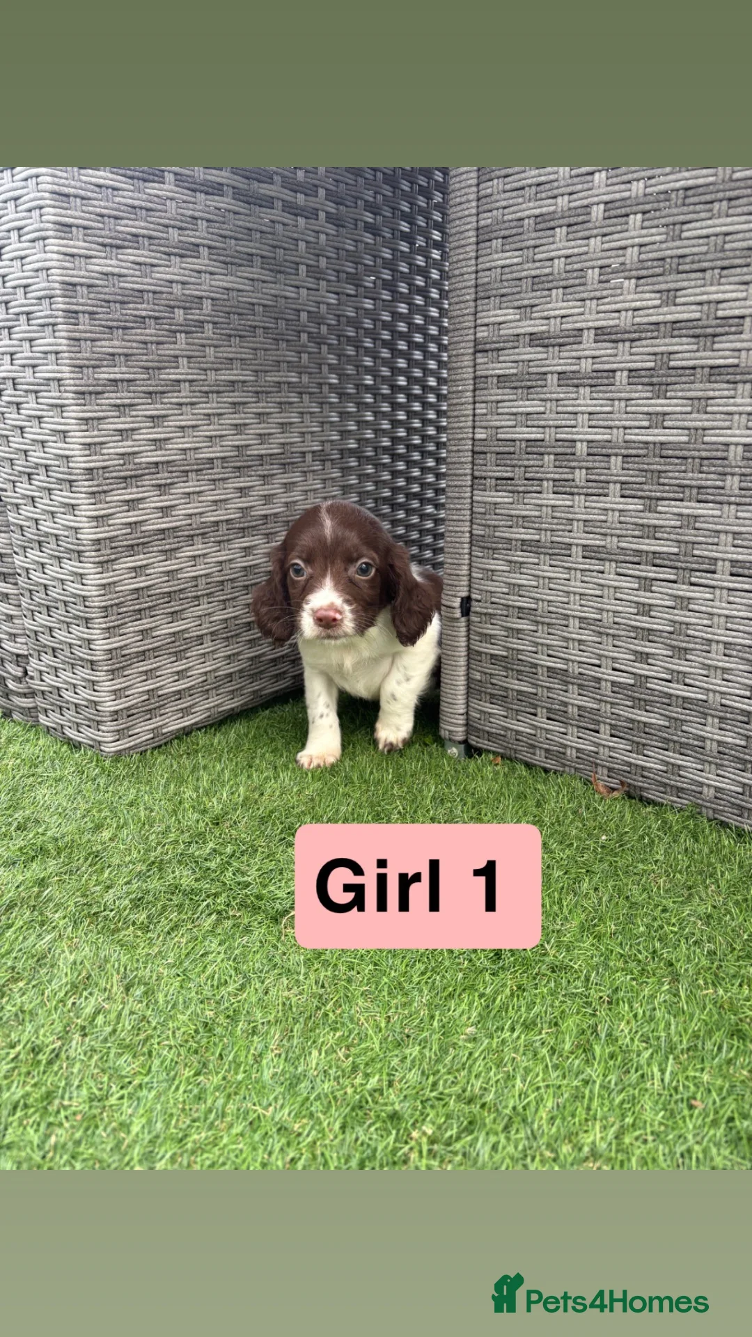 Sprocker dogs for sale: Sprocker spaniel puppies - Advert 2