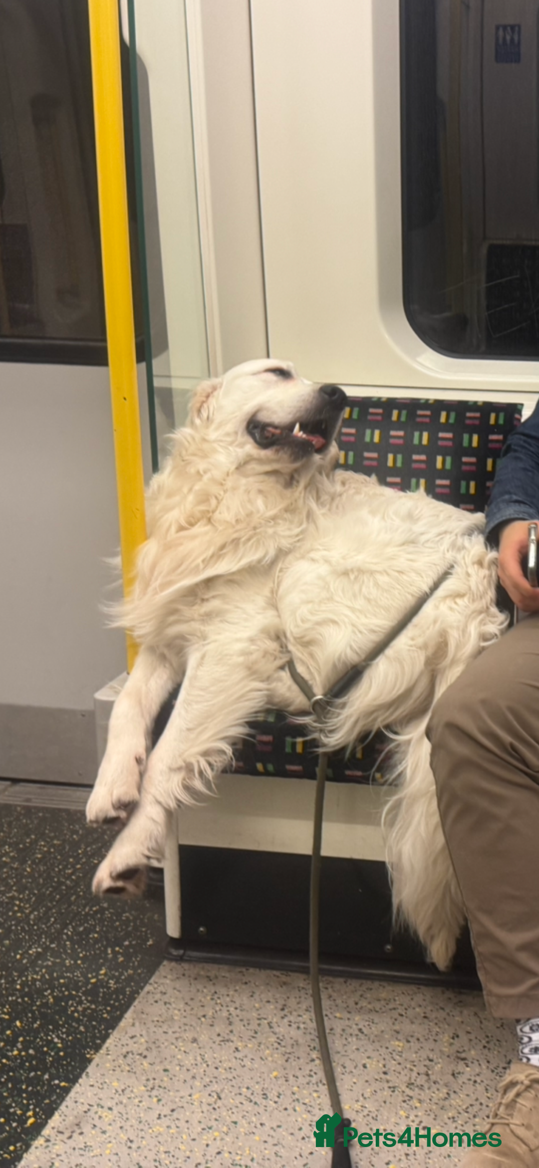 Golden Retriever dogs for stud: Looking for a Female Golden Retriever 🐾 - Image 21