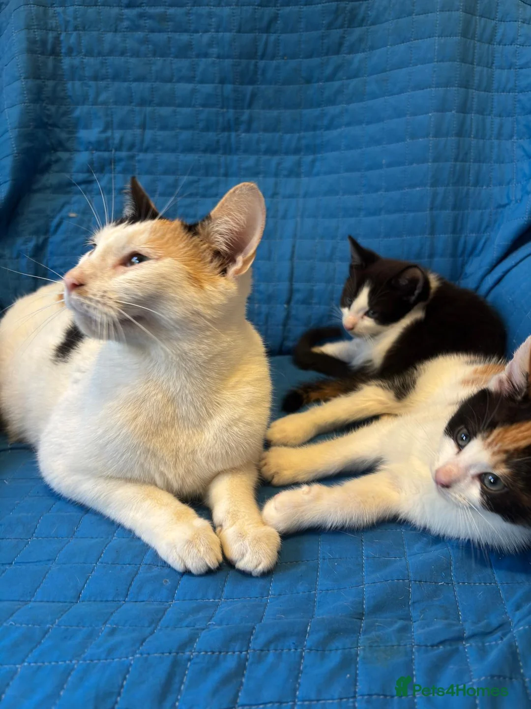 Mixed Breed cats for sale: Selling 2 Gorgeous kittens - Advert 1