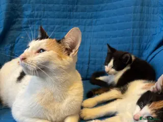 Mixed Breed cats Selling 2 Gorgeous kittens - Advert 6