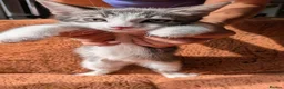 Mixed Breed cats for sale: 5 beautiful kittens for sale - Advert 23