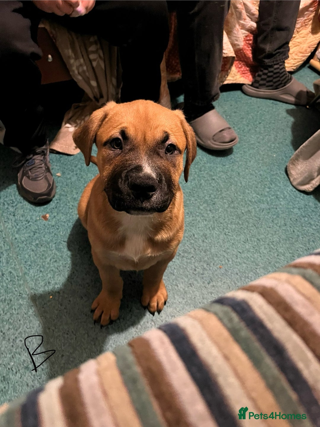 Mixed Breed dogs for sale: Beautiful chunky puppies 😍 - Advert 8