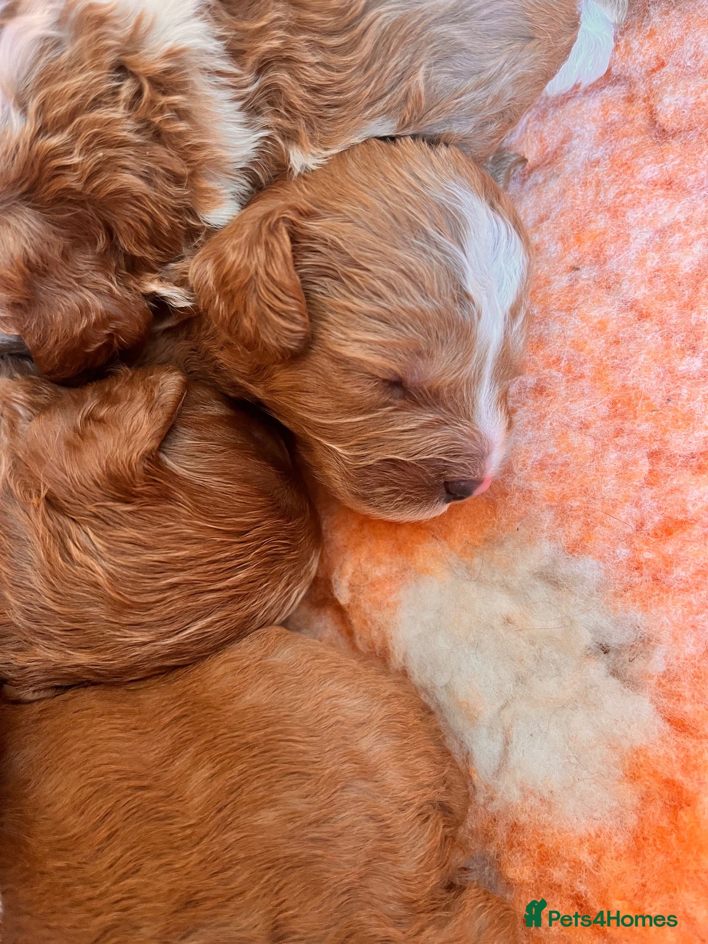 Cavapoo dogs Beautiful f1b cavapoo babies  - Advert 2
