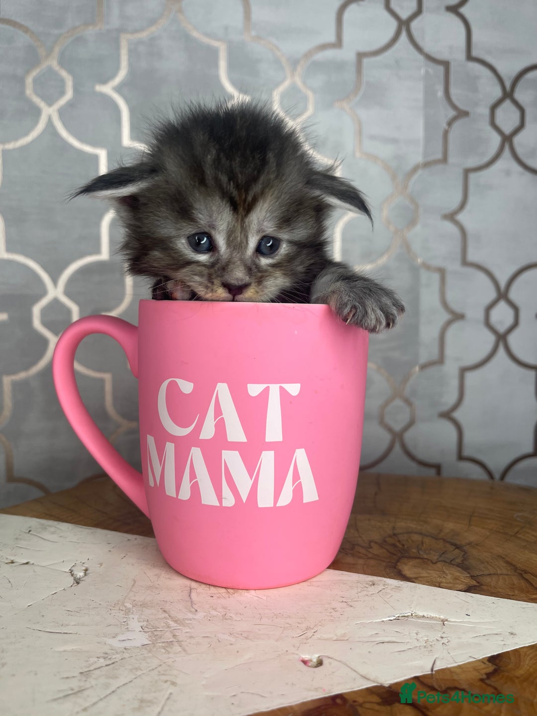 Maine Coon cats for sale: 🐾💛5 Sweet Maine Coons looking for forever home💛 - Advert 7