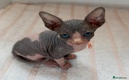 Sphynx cats for sale: Four beautiful Sphynx kittens for sale 🤍 - Image 7