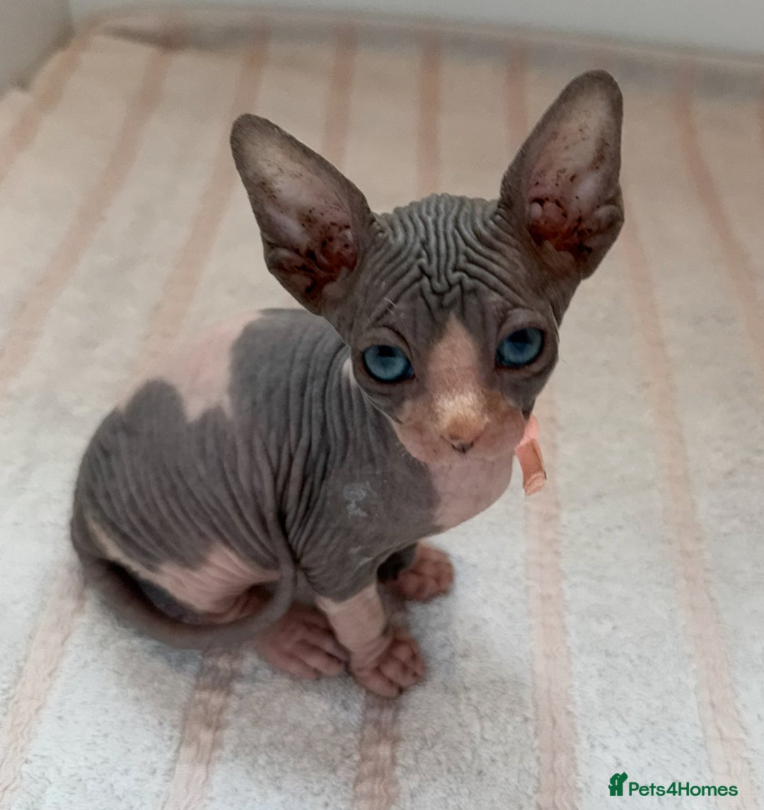 Sphynx cats for sale: Four beautiful Sphynx kittens for sale 🤍 - Image 7