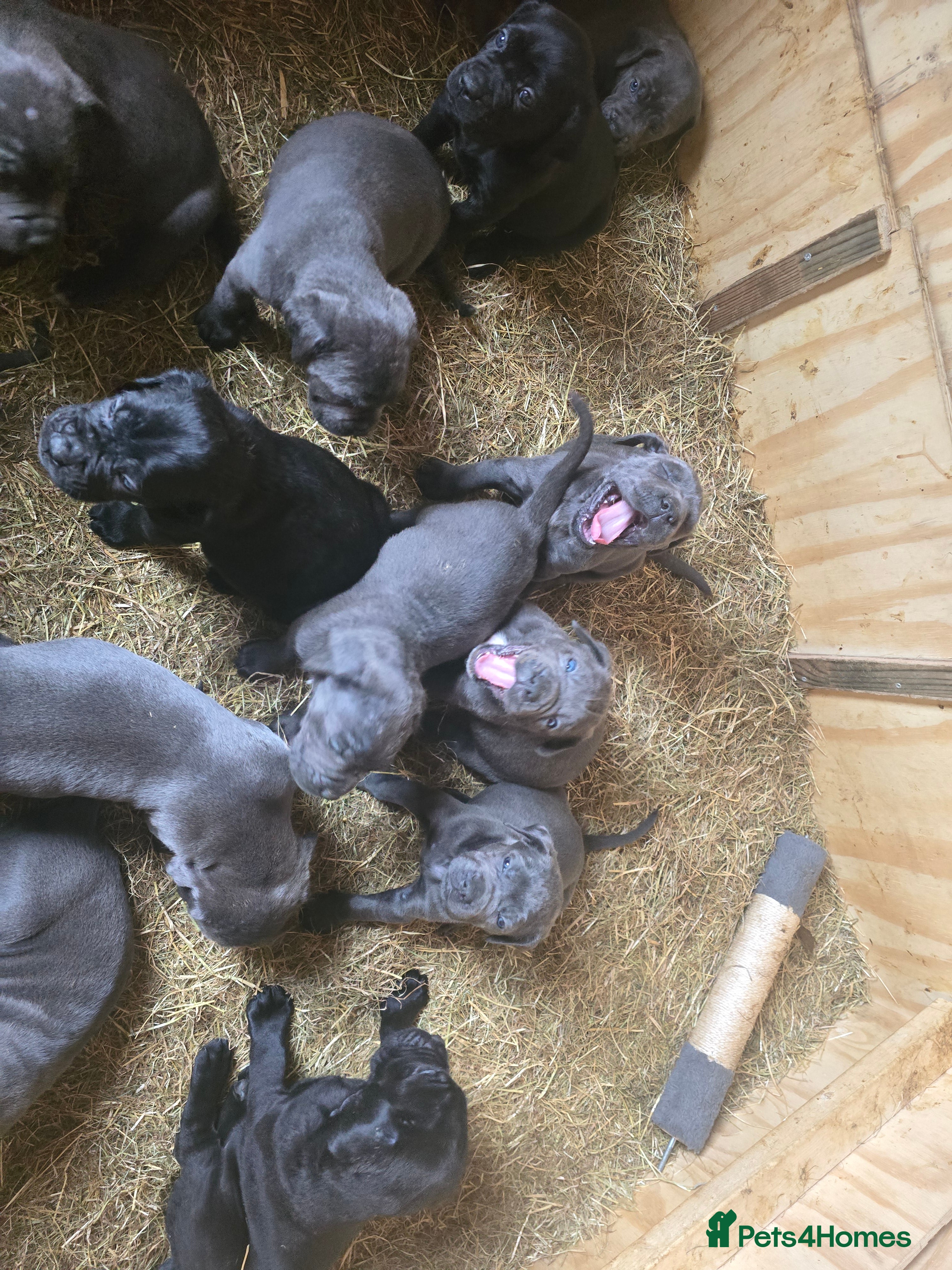 Cane Corso dogs Cane corso puppy - Advert 2