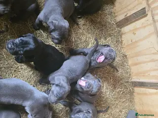 Cane Corso dogs Cane corso puppy - Advert 1