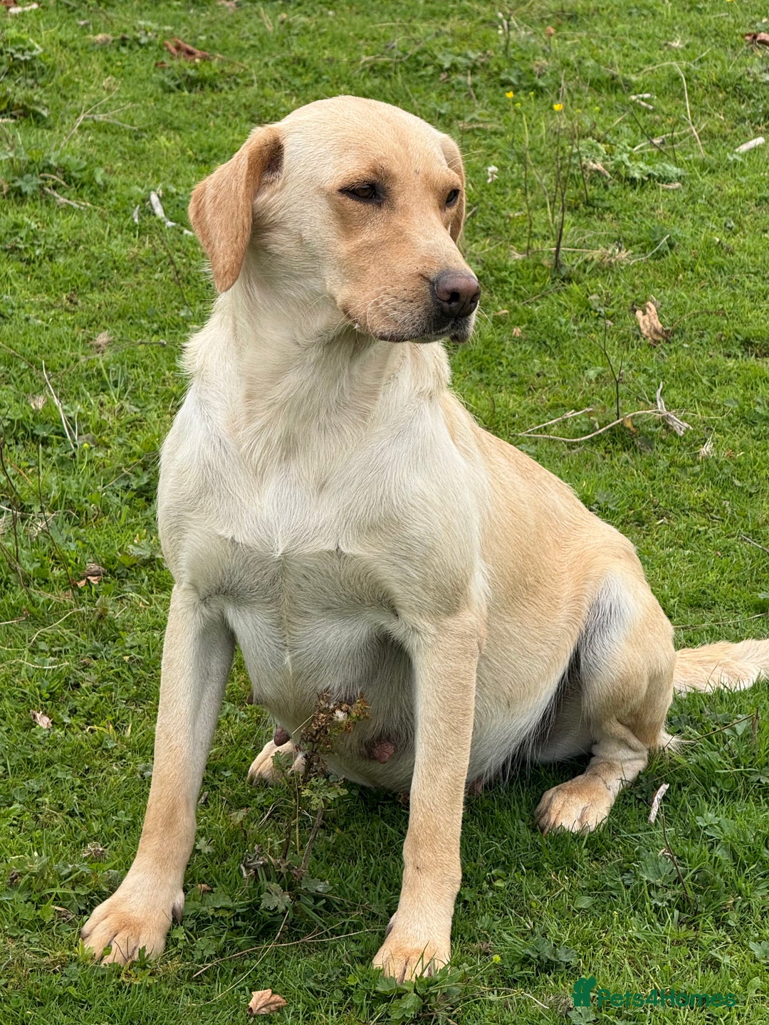 Labrador Retriever dogs for sale: Cream Adult Female Labrador  - Image 10