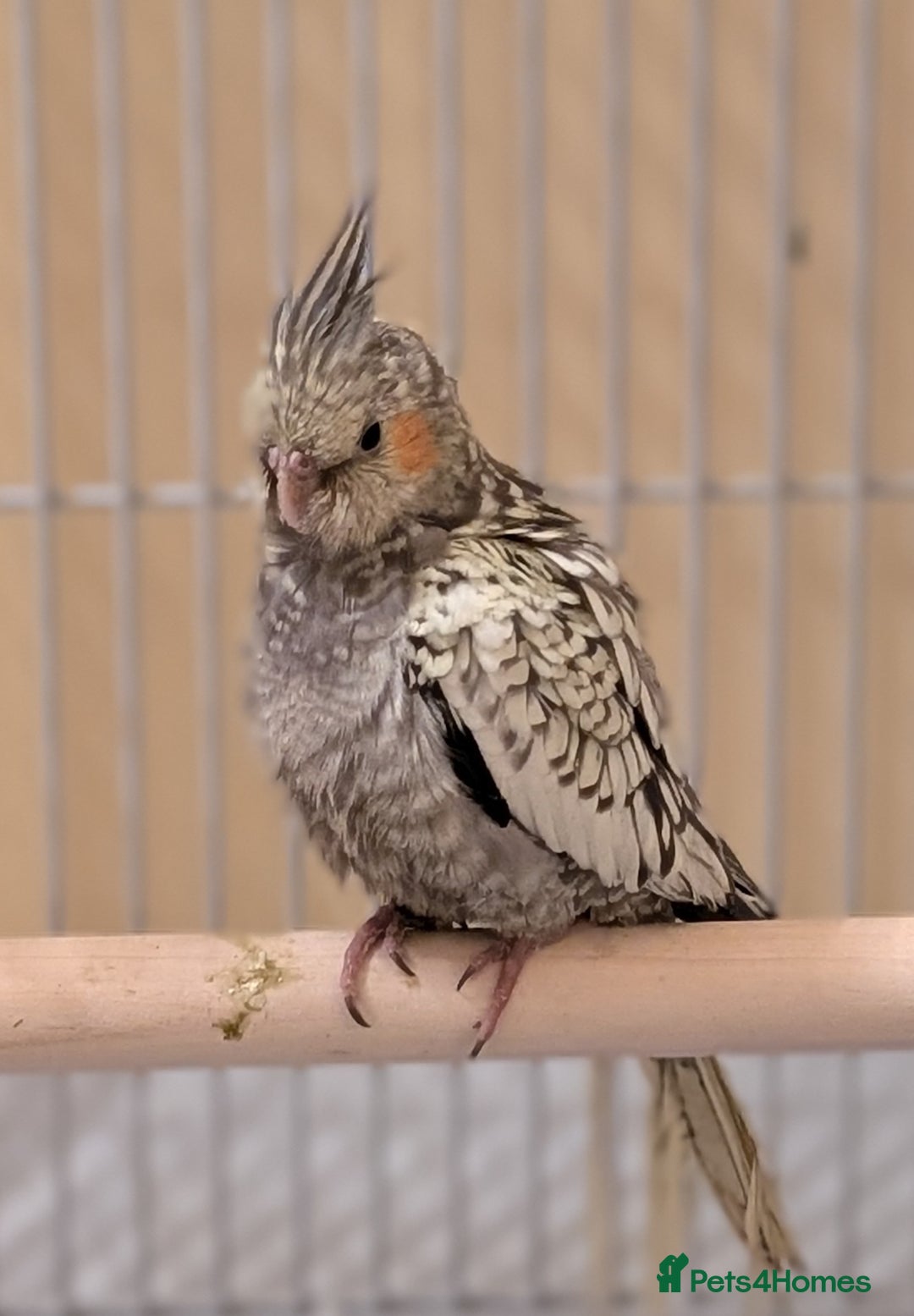 Cockatiels birds for sale: Two hand reared cockatiels  - Advert 2