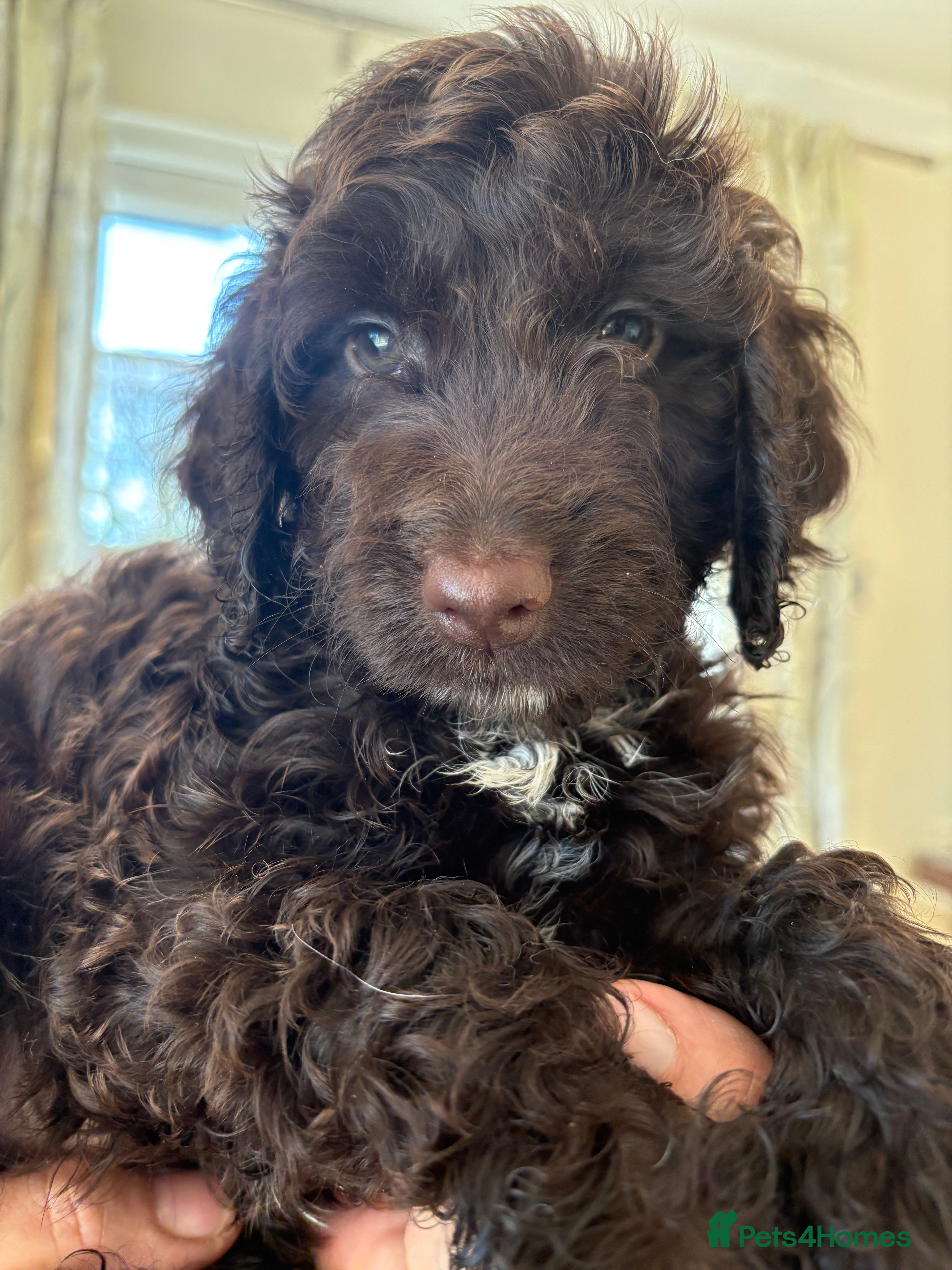 Cockapoo dogs Most Beautiful litter F1 Cockapoo puppies  - Advert 17